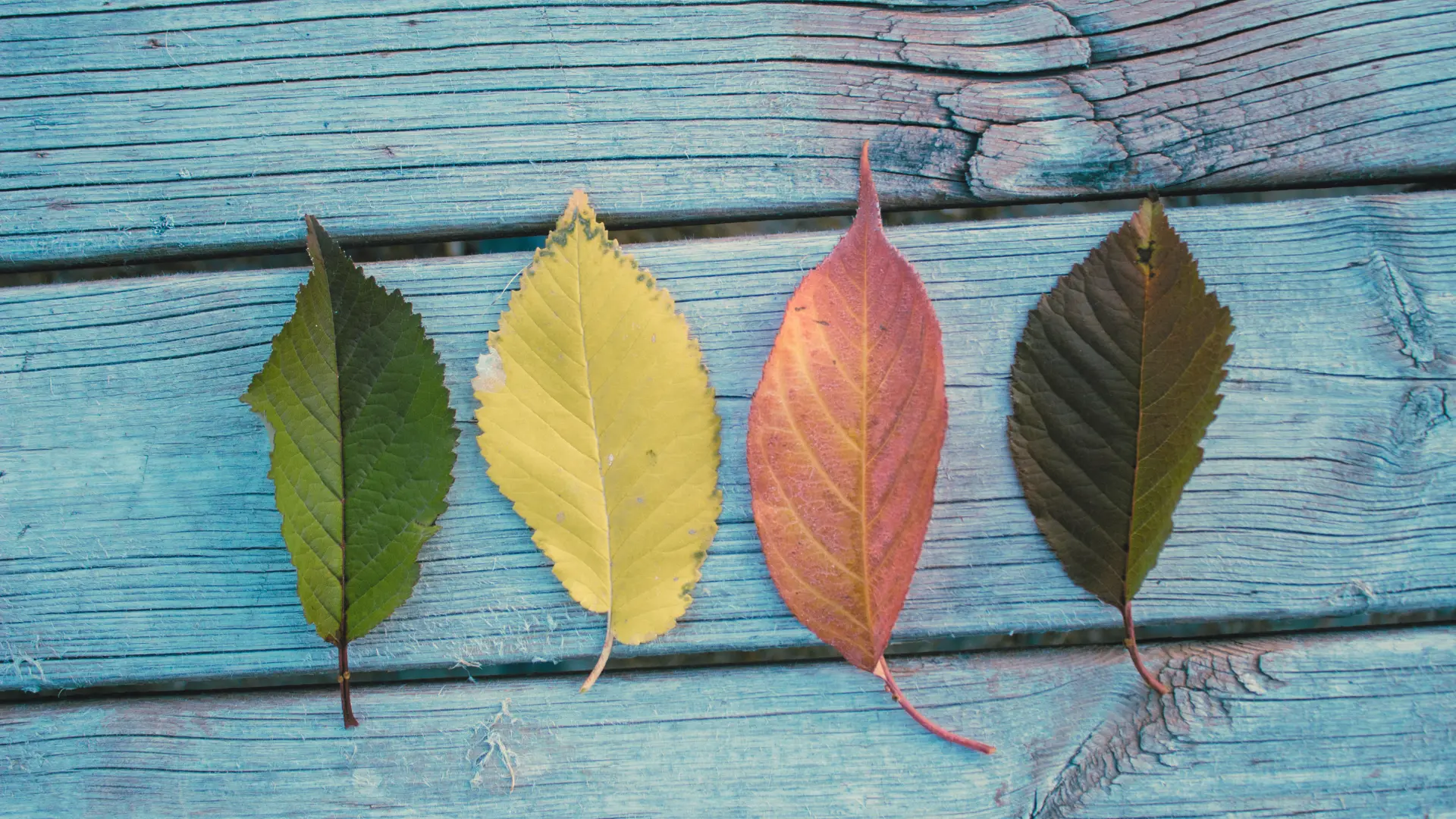 Leading Through Change course cover